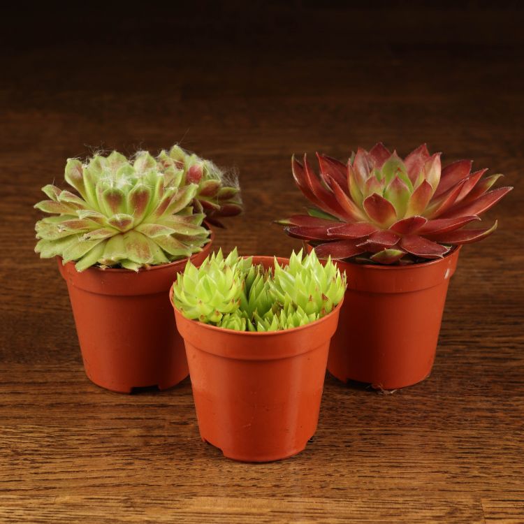 Семпервивум микс д6 (каменная роза) фото 1 &mdash; Luxury Plants