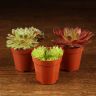 Семпервивум микс д6 (каменная роза) фото 1 &mdash; Luxury Plants