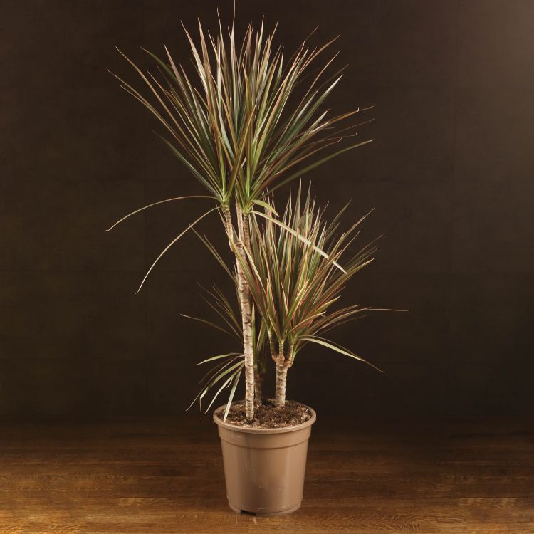 Драцена Маргината Биколор 3 ствола 100/21 фото 1 &mdash; Luxury Plants