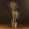 Драцена Маргината Биколор 3 ствола 100/21 фото 1 &mdash; Luxury Plants