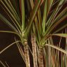 Драцена Маргината Биколор 3 ствола 100/21 фото 2 &mdash; Luxury Plants