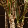 Драцена Маргината Биколор 3 ствола 100/21 фото 4 &mdash; Luxury Plants