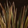 Драцена Маргината Биколор 3 ствола 100/21 фото 6 &mdash; Luxury Plants