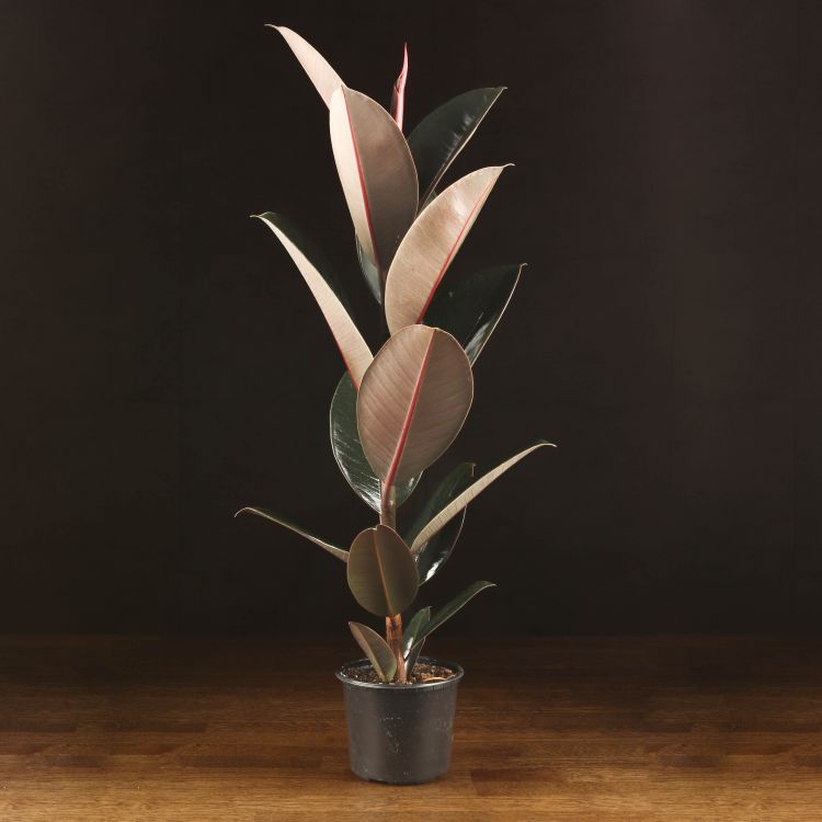 Фикус Эластика Абиджан 65/12 фото 1 &mdash; Luxury Plants