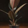Фикус Эластика Абиджан 65/12 фото 4 &mdash; Luxury Plants