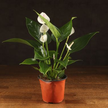 Антуриум белый 35/12 &mdash; Luxury Plants