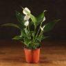Антуриум белый 35/12 фото 1 &mdash; Luxury Plants