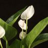 Антуриум белый 35/12 фото 4 &mdash; Luxury Plants