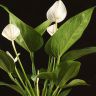 Антуриум белый 35/12 фото 5 &mdash; Luxury Plants