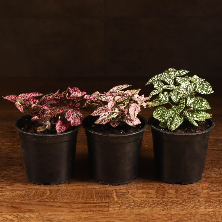 Гипоэстес 25/12 фото 1 &mdash; Luxury Plants