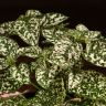 Гипоэстес 25/12 фото 4 &mdash; Luxury Plants