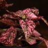 Гипоэстес 25/12 фото 5 &mdash; Luxury Plants