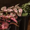 Гипоэстес 25/12 фото 2 &mdash; Luxury Plants