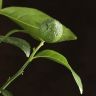 Цитрус Лайм 80/21 фото 5 &mdash; Luxury Plants