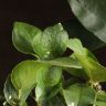 Цитрус Лайм 80/21 фото 2 &mdash; Luxury Plants