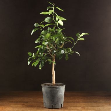 Цитрус Лайм 80/21 &mdash; Luxury Plants