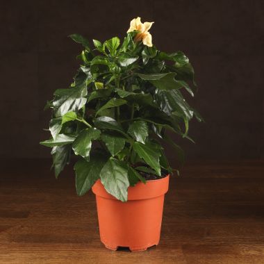 Гибискус белый 40/12 &mdash; Luxury Plants