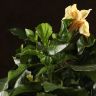 Гибискус белый 40/12 фото 3 &mdash; Luxury Plants