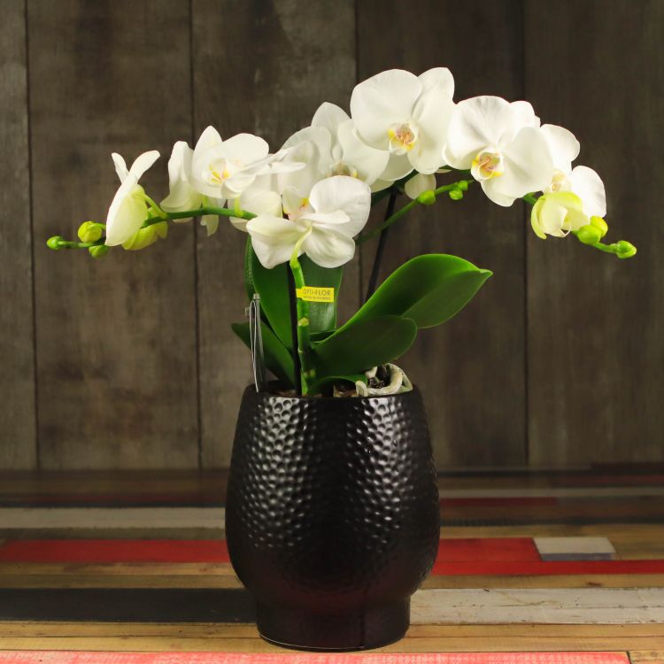 Орхидея Фаленопсис Tablo белая в черном кашпо фото 1 &mdash; Luxury Plants
