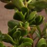 Крассула Овата 40/17 фото 2 &mdash; Luxury Plants