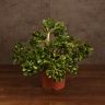Крассула Овата 40/17 фото 1 &mdash; Luxury Plants