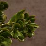 Крассула Овата 40/17 фото 3 &mdash; Luxury Plants