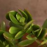 Крассула Овата 40/17 фото 4 &mdash; Luxury Plants