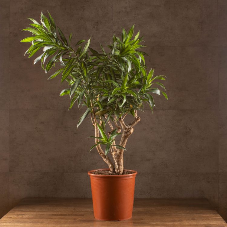 Драцена Фрагранс Сонг оф Ямайка 100/30 фото 1 &mdash; Luxury Plants