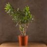 Драцена Фрагранс Сонг оф Ямайка 100/30 фото 1 &mdash; Luxury Plants