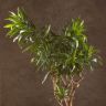 Драцена Фрагранс Сонг оф Ямайка 100/30 фото 2 &mdash; Luxury Plants