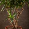 Драцена Фрагранс Сонг оф Ямайка 100/30 фото 3 &mdash; Luxury Plants