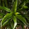 Драцена Фрагранс Сонг оф Ямайка 100/30 фото 4 &mdash; Luxury Plants