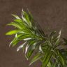 Драцена Фрагранс Сонг оф Ямайка 100/30 фото 5 &mdash; Luxury Plants