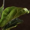 Фикус Лирата Бамбино 45/12 фото 3 &mdash; Luxury Plants