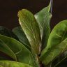 Фикус Лирата Бамбино 45/12 фото 2 &mdash; Luxury Plants