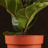 Фикус Лирата Бамбино 45/12 фото 4 &mdash; Luxury Plants