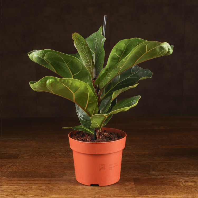Фикус Лирата Бамбино 45/12 фото 1 &mdash; Luxury Plants