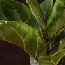 Фикус Лирата Бамбино 45/12 фото 5 &mdash; Luxury Plants