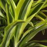 Драцена Фрагранс Лемон Лайм 130/30 фото 3 &mdash; Luxury Plants