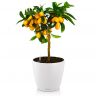 Кумкват в кашпо Lechuza Classico 18 фото 1 &mdash; Luxury Plants