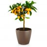 Кумкват в кашпо Lechuza Classico 18 фото 3 &mdash; Luxury Plants