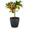 Кумкват в кашпо Lechuza Classico 18 фото 4 &mdash; Luxury Plants