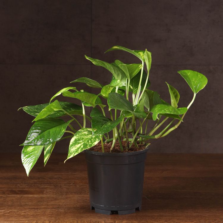 Эпипремнум Ауреум D15 фото 1 &mdash; Luxury Plants