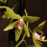 Орхидея Цимбидиум Д14 зеленая подвесная фото 2 &mdash; Luxury Plants