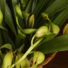 Орхидея Цимбидиум Д14 зеленая подвесная фото 3 &mdash; Luxury Plants