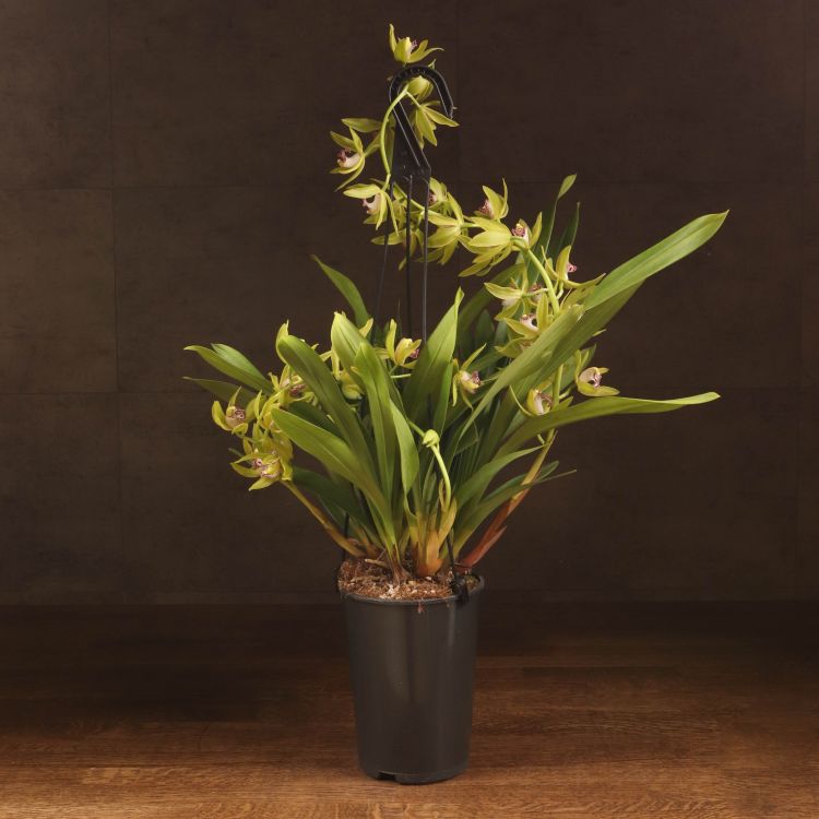 Орхидея Цимбидиум Д14 зеленая подвесная фото 1 &mdash; Luxury Plants