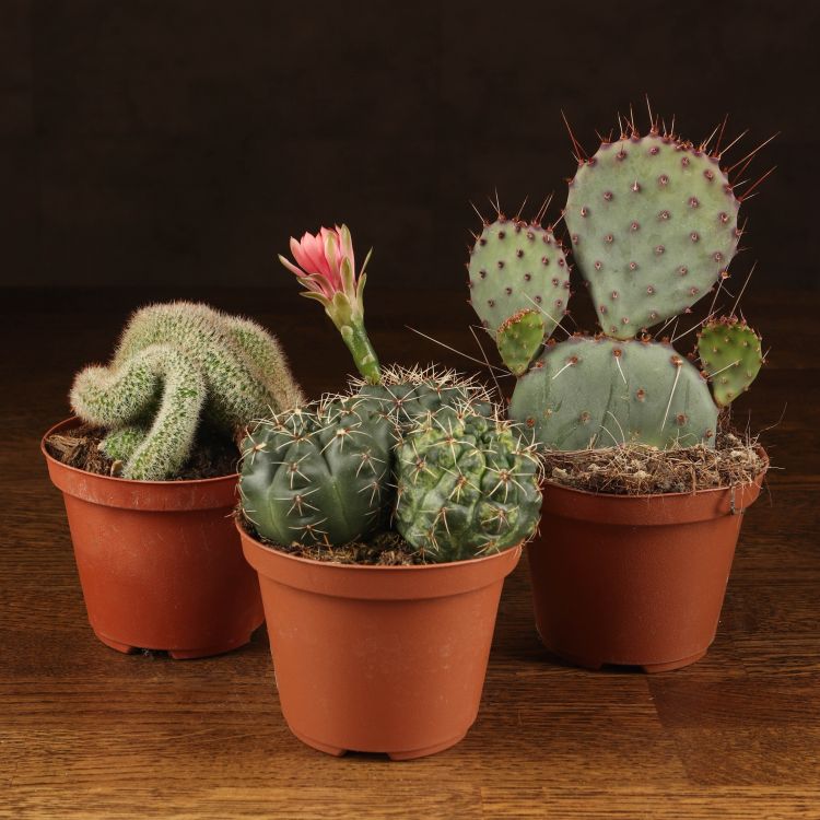 Кактус микс D10 фото 1 &mdash; Luxury Plants