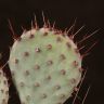 Кактус микс D10 фото 2 &mdash; Luxury Plants