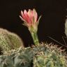 Кактус микс D10 фото 3 &mdash; Luxury Plants