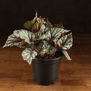 Бегония Last Laugh 25/12 &mdash; Luxury Plants